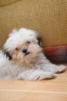 Cute white Bichon Bolognese dog is posing to the camera photo