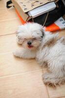 Cute white Bichon Bolognese dog is posing to the camera photo