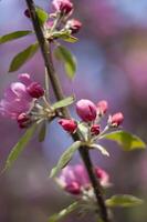 Decorative red apple tree flowers blossoming at spring time, floral background photo