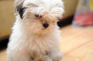 Cute white Bichon Bolognese dog is posing to the camera photo