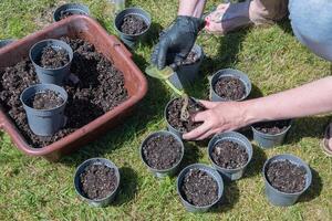 female hands in black gloves transplant a violet houseplant into new pots with earth outdoors, photo