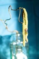 small snail on hazelnut catkins on a blue background insect closeup photo