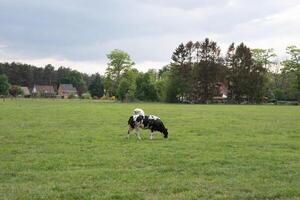 a group of multi-colored black and white cows graze in a corral on green grass photo