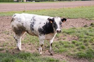 a beautiful white cow graze in a corral on green grass in a countryside photo