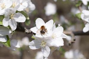 blooming apple tree branch with white flowers and fluffy bumblebee pollinating photo