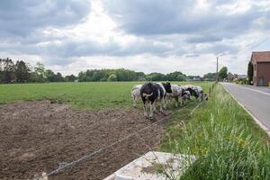 a group of multi-colored black and white cows graze in a corral on green grass photo