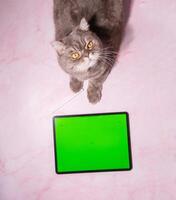 mascota jugando juego en tableta con verde pantalla, gato sentado en mesa siguiente un tableta foto