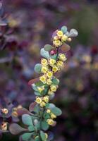 floración rama de bérbero con pequeño amarillo flores y oscuro verde hojas foto