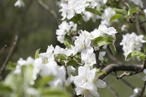floreciente manzana árbol rama con blanco flores, temprano primavera, hermosa naturaleza foto