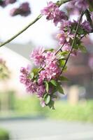 Decorative red apple tree flowers blossoming at spring time, floral background photo