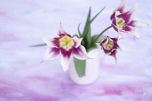delicado rosado tulipanes en un florero, primavera todavía vida, minimalista, floral antecedentes foto