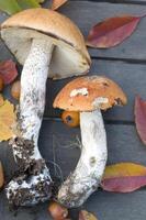 Fresco boleto son dispersado en el mesa, la otoño cosecha de bosque hongos foto