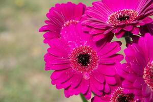 Bouquet of purple gerberas, close angle, spring mood, flower background, gift photo