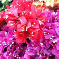 antecedentes algunos hermosa flores para Boda escena foto