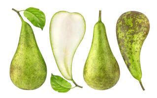 Green conference pears isolated on white photo