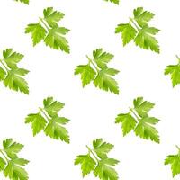 Parsley seamless pattern isolated on white photo