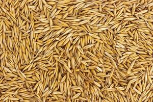 Texture oat seeds, oat grains background, top view photo