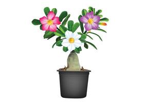 Adenium flower with three color, red white pink vector for background design.