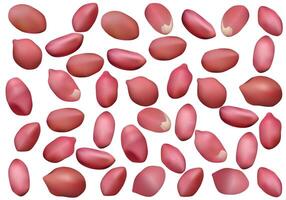 Peanut bean groundnut peeled in red color vector isolated on white background.