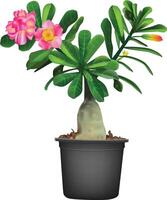Adenium flower in red and green leaves on the pot. Isolated on white background. vector