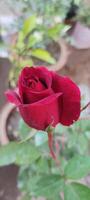 Flower red rose, green leaves Enchanting Red Rose Nature Background photo