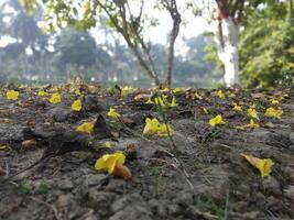 hermosa otoño paisaje con vistoso follaje en el parque que cae flores natural antecedentes foto