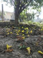 hermosa otoño paisaje con vistoso follaje en el parque que cae flores natural antecedentes foto