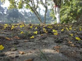 hermosa otoño paisaje con vistoso follaje en el parque que cae flores natural antecedentes foto