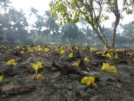 hermosa otoño paisaje con vistoso follaje en el parque que cae flores natural antecedentes foto