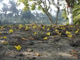 hermosa otoño paisaje con vistoso follaje en el parque que cae flores natural antecedentes foto