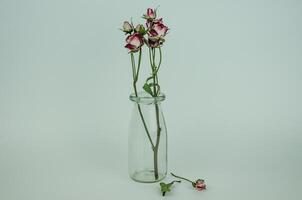 Dried rose flower in a transparent vase on a light background photo