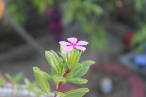 Single flower on nature desktop wallpaper for 4k resolution image photo