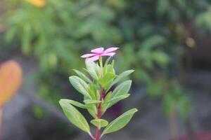 Desktop wallpaper of a beautiful flower and nature background photo