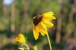 Sunflower single flower 4k nature desktop wallpaper and mobile background photo