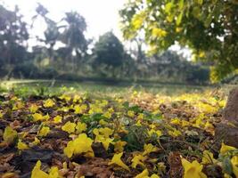 Landscape of fallen flowers on ground and pond nature background photo