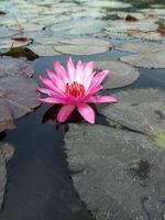 loto flor flotante en agua naturaleza antecedentes escritorio fondo de pantalla foto