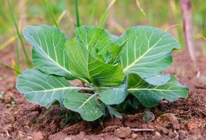 Green cabbage growing in the garden. Vegetable garden. Agriculture. photo