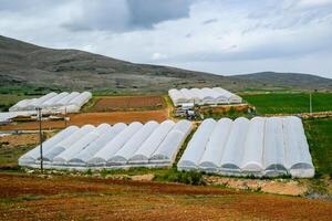 tomato plants growing inside big industrial greenhouse. Industrial agriculture. photo