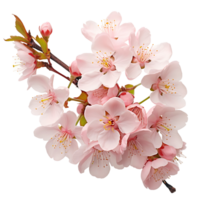 AI generated Cherry Blossom Bloom Isolation without Background Clutter png