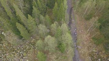 Haut vue de groupe de touristes en marchant le long de forêt piste. agrafe. groupe de touristes va à Haut de Montagne le long de chemin parmi des arbres dans forêt. Montagne panorama video