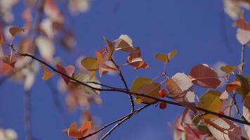 Autumn background. Close-up of autumn branch against sky. Fall leaves on twig rustle in wind in sun's rays against blue sky video