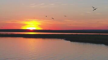 A flock of birds on the background of colorful sky. Sunset on the river. Island of gulls. Birds fly at sunset, aerial video