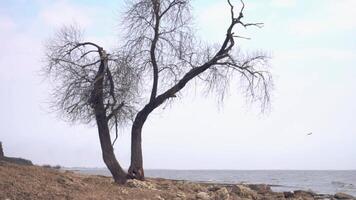 solitario vecchio albero di il mare. filmato. solitario asciutto albero tronco su il spiaggia vicino il mare su un' deprimente nuvoloso e piovoso giorno video