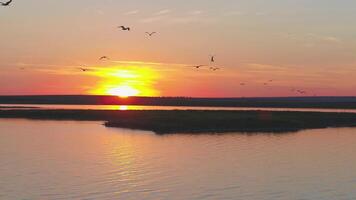 A flock of birds on the background of colorful sky. Sunset on the river. Island of gulls. Birds fly at sunset, aerial video