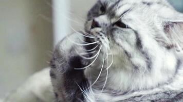 cinzento fofa persa gato é batendo dela patas deitado em a estante às home.fechar acima. video