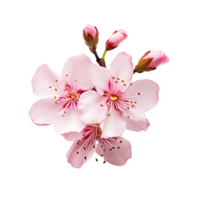 AI generated Cherry Blossom Bloom with No Background Distractions png