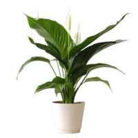 AI generated Spathiphyllum Wallisii Flower on a Transparent Canvas png
