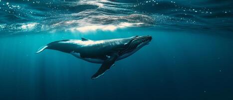 AI generated A young Humpback whale swims in the clear blue waters of the Caribbean Sea. photo