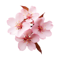 AI generated Transparent Background showcasing Cherry Blossom Elegance png