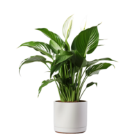 AI generated Peace Lily Wallisii Blossom on a See Through Ground png